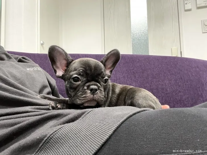 ID：2201-02190の子犬