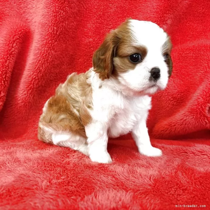 ID：2506-04587の子犬