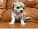 チワワ(ロング)【和歌山県・女の子・2025年10月17日・ウルフカラー】の写真12