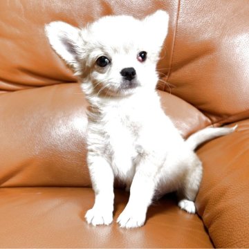 チワワ(ロング)【和歌山県・男の子・2025年3月13日・クリーム】の写真「人気のクリーム色」