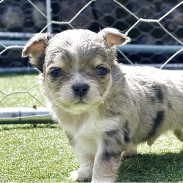 チワワ(ロング)【和歌山県・男の子・2025年3月13日・マール】の写真「レアカラーマール」