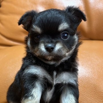 チワワ(ロング)【和歌山県・男の子・2025年3月3日・ブラックタンアンドホワイト】の写真「可愛いお顔の男の子」