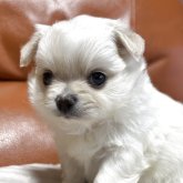 チワワ(ロング)