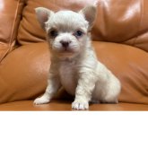 チワワ(ロング)