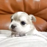 チワワ(ロング)