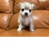 チワワ(ロング)