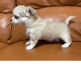 チワワ(ロング)【和歌山県・女の子・2025年10月17日・ウルフカラー】の写真3