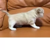 チワワ(ロング)【和歌山県・女の子・2025年10月17日・ウルフカラー】の写真4