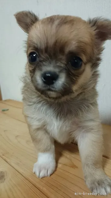 ID：1805-01408の子犬