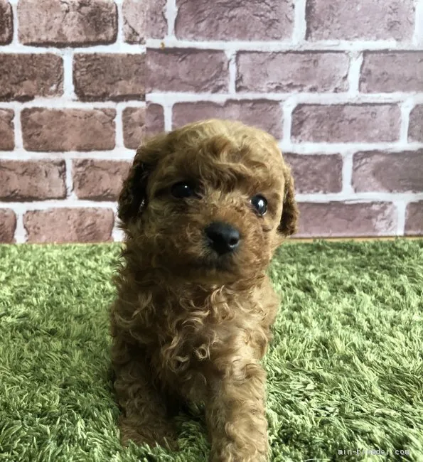 ID：1910-01172の子犬