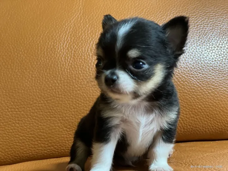 ID:2205-01530の子犬