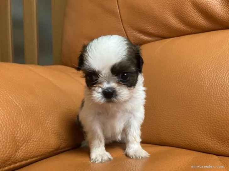 ID：2107-02414の子犬