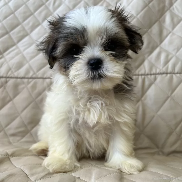 ID:2410-03139の子犬