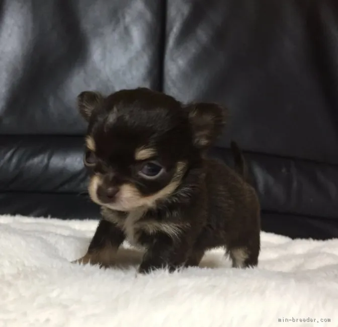 ID：1812-02120の子犬
