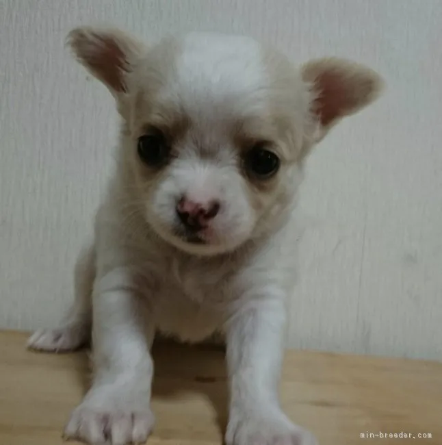 ID：1805-01410の子犬