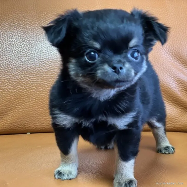 ID：2302-03909の子犬