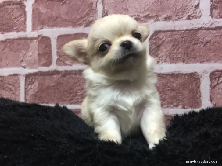 ID:1812-02857の子犬