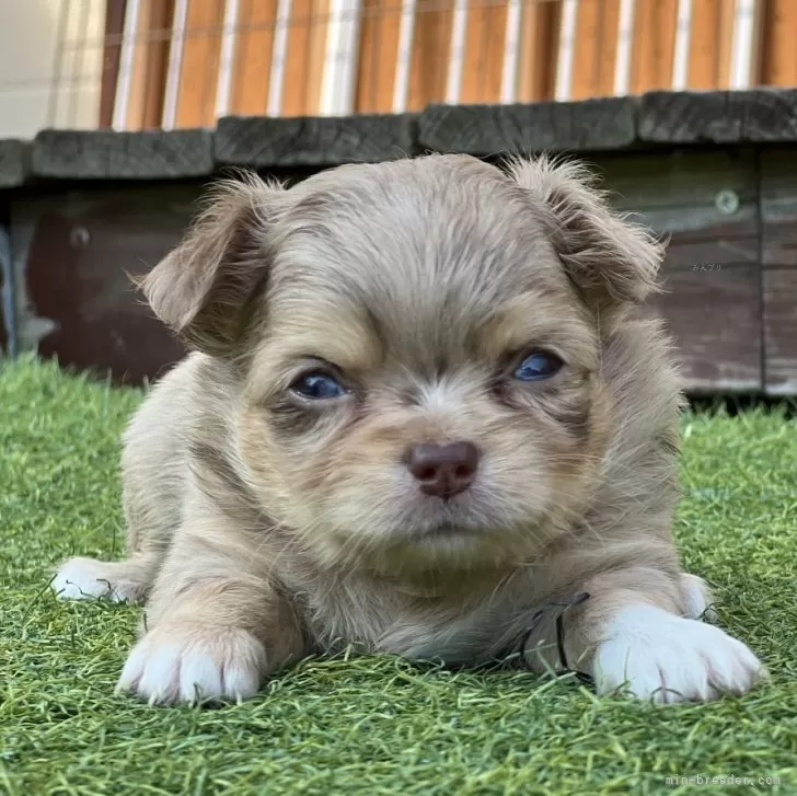 ID：2409-01751の子犬