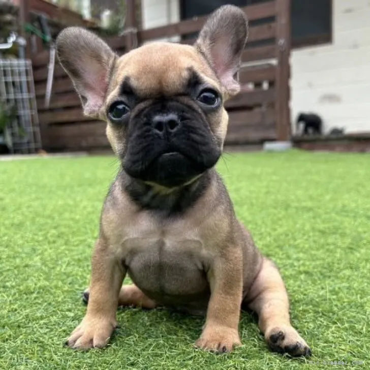 ID：2309-03323の子犬