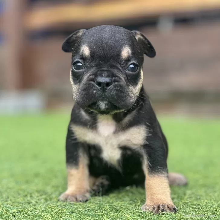 M.K 様のお迎えした子犬