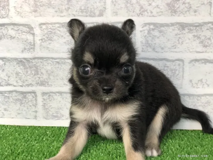 ID:2110-00039の子犬