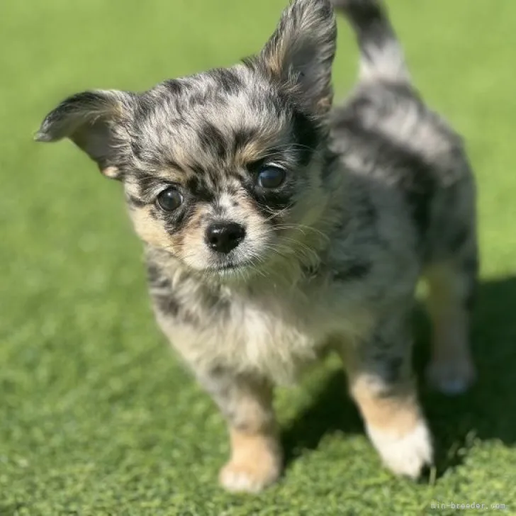 ID：2308-01697の子犬