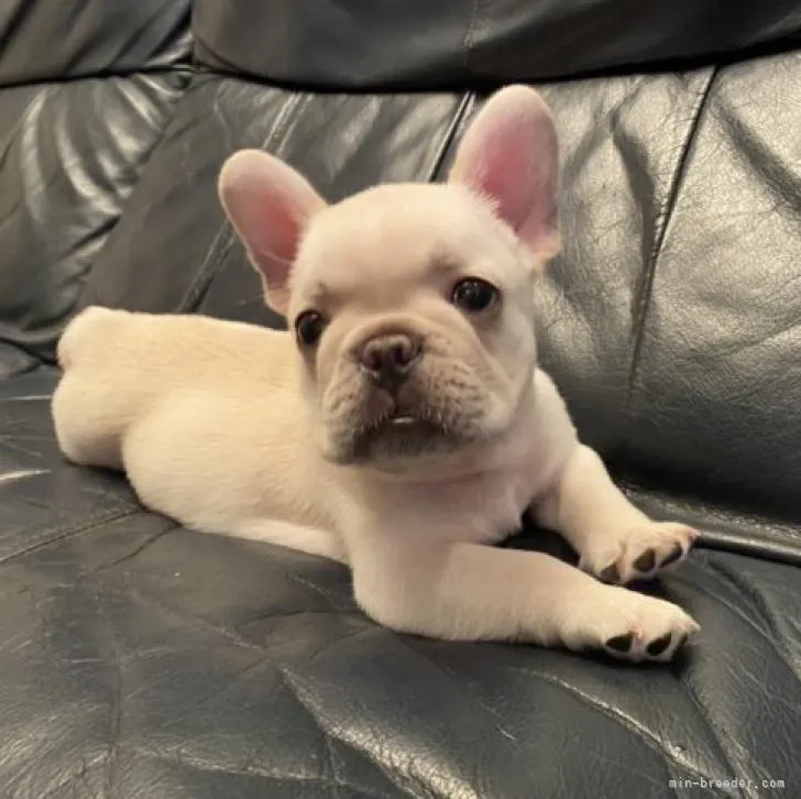 ID：2208-04076の子犬