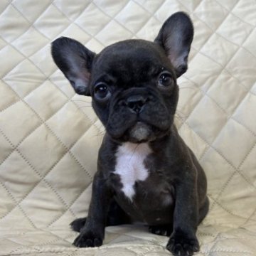 フレンチブルドッグ【和歌山県・女の子・2022年11月17日・ブリンドル】の写真「派手なブリンドル」