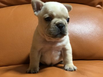 フレンチブルドッグ【和歌山県・女の子・2021年2月2日・クリーム】の写真「人気のクリーム女の子」
