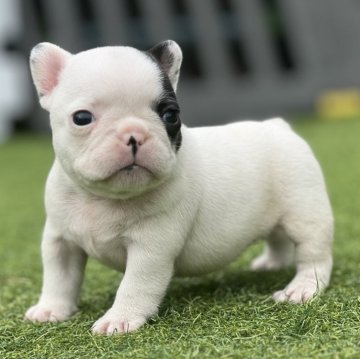 フレンチブルドッグ【和歌山県・女の子・2024年5月11日・パイド】の写真「jkcチャンピオン五郎丸直子」