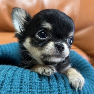 チワワ(ロング)【和歌山県・男の子・2022年12月31日・ブラックタン】の写真「小ぶりな男の子犬質に自信有ります」
