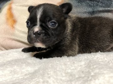 フレンチブルドッグ【和歌山県・男の子・2019年5月12日・ブリンドル】の写真「派手なブリンドルです」