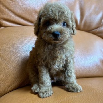 トイプードル(タイニー)【和歌山県・男の子・2023年8月21日・レッド】の写真「小さいサイズでしょう」