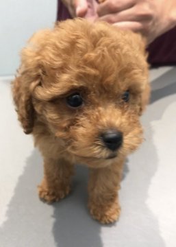 トイプードル(タイニー)【和歌山県・女の子・2018年8月16日・レッド】の写真「両親タイニーサイズ」