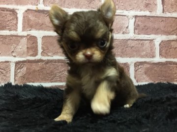 チワワ(ロング)【和歌山県・男の子・2018年4月11日・チョコクリーム】の写真「人気のチョコクリーム」