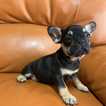 フレンチブルドッグ【和歌山県・女の子・2023年11月2日・ブラックタン】の写真「ブラックタン」