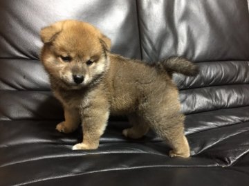 柴犬(標準サイズ)【和歌山県・男の子・2017年9月10日・赤】の写真「骨格がしっかりの男の子♂」