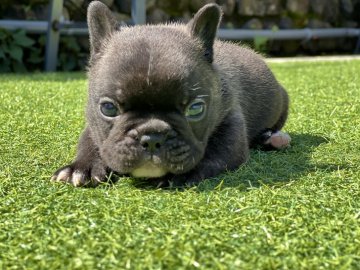 フレンチブルドッグ【和歌山県・男の子・2022年3月30日・ブリンドル】の写真「jkcチャンピオン直子　フレブルらしい体型」