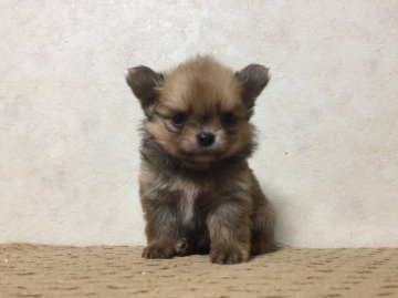 父チワワ・母ポメラニアン【和歌山県・男の子・2017年10月9日・オレンジ】の写真「オンリーワンの可愛いさ」