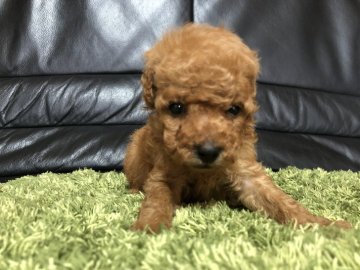 トイプードル(タイニー)【和歌山県・男の子・2019年9月8日・レッド】の写真「母親チャンピオン直娘」