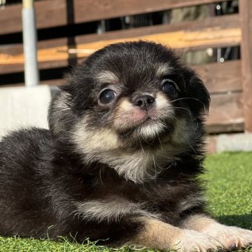チワワ(ロング)【和歌山県・女の子・2024年6月24日・ブラックタン】の写真「小ぶり予想の女の子」