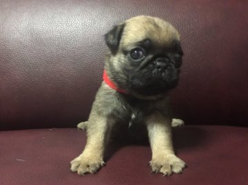 パグ【和歌山県・女の子・2020年2月20日・フォーン】の写真「両親優良血統」