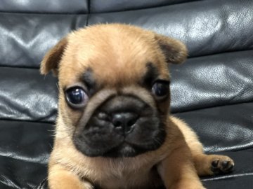 フレンチブルドッグ【和歌山県・女の子・2019年9月3日・レッドフォーン】の写真「人気のレッドフォーン」