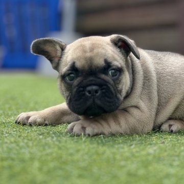 フレンチブルドッグ【和歌山県・男の子・2024年2月26日・フォーン】の写真「レアカラー」