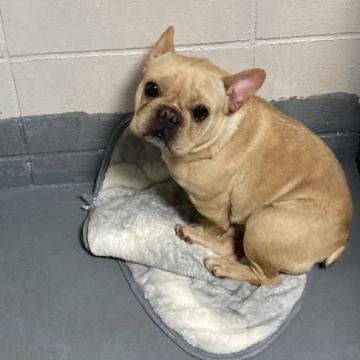 フレンチブルドッグ【和歌山県・男の子・2021年2月2日・クリーム】の写真「陽気で人懐っこい性格です」