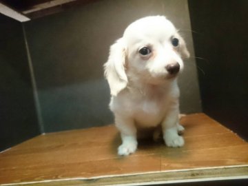 チワワとダックスのミックス【和歌山県・男の子・2017年11月8日・ホワイト】の写真「オンリーワンの可愛さ」