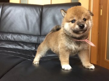 柴犬(標準サイズ)【和歌山県・女の子・2017年8月3日・赤】の写真「我が家出産ラッシュのため格安にします」