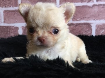 チワワ(ロング)【和歌山県・女の子・2018年4月11日・クリーム】の写真「可愛いクリーム女の子♀です」