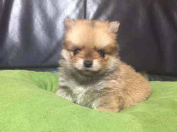 父親チワワ母親ポメラニアン【和歌山県・男の子・2020年1月15日・レッド】の写真「オリーワンの可愛さミックスくん」