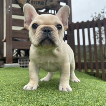 フレンチブルドッグ【和歌山県・女の子・2024年1月29日・クリーム】の写真「犬質に自信有ります」